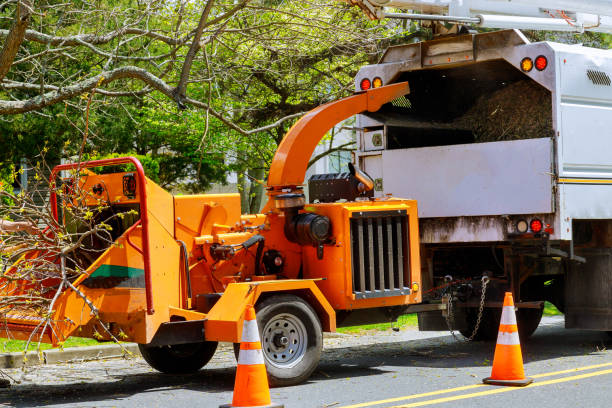 Trusted East Washington, PA Tree Service Experts